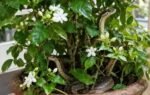 snakes in jasmine pot