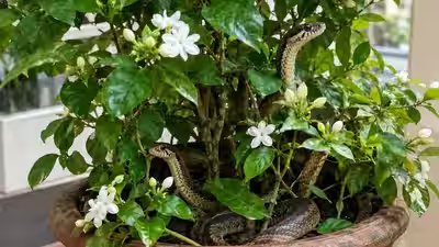 snakes in jasmine pot