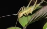 the research focused on nine extinct insect species related to modern crickets and katydids