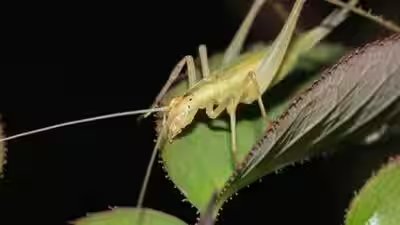 the research focused on nine extinct insect species related to modern crickets and katydids