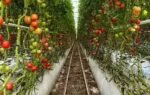 tomato