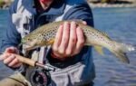 trout