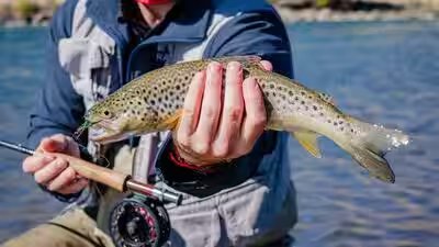 trout
