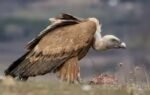 vulture