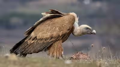 vulture