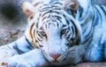 white tiger