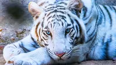 white tiger
