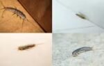 why silverfish suddenly appear in bathrooms and wardrobes