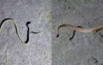 a snake last recorded in gujarats kutch in 1872
