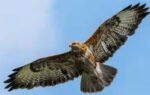 amur falcons