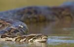 burmese python