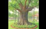 chained banyan tree