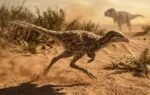 dinosaurs as small as cats