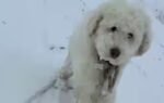 dog found missing after 50 hours