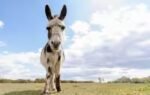 donkeys