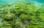 eelgrass meadows