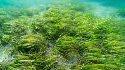 eelgrass meadows