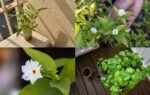 grow parijat in a pot on a small balcony