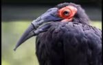 hornbill with broken beak gets 3d printed beak