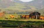 horse ranch