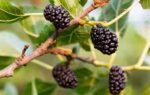 how to grow mulberries in your balcony garden easy step by step guide for beginners