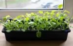 how to grow spinach indoors