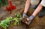 how to plant potatoes in fall