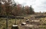in total 133 trees on deals property had been felled representational photo