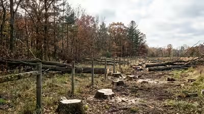 in total 133 trees on deals property had been felled representational photo