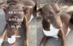 kanpur dog runs 38 kms with runner