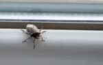 keep stinkbugs out of your house