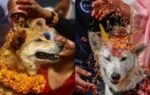 kukur tihar in nepal