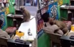 langur unexpectedly hugs a shokeepre in odisha