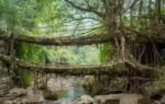 meghalayas living root bridge