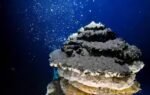 mid atlantic ridge hit by 67 magnitude earthquake reports usgs