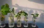 money plant in a glass of water