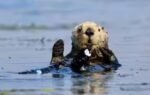 otter