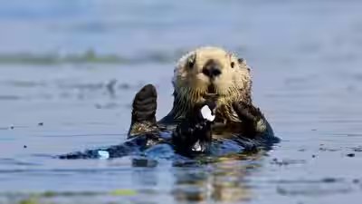 otter