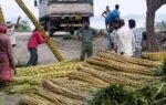 people purchase sugarcane at a market in guwahati