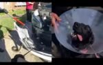 python found in new jersey womans car left k 9 wouter bitten by suspect in southern california