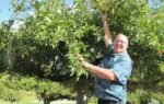 retired fbi agent dave benscoter turned his retirement into a mission to find lost apples