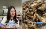 student makes chocolate ice cream using crickets