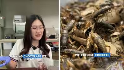 student makes chocolate ice cream using crickets
