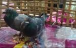 suspicious pigeons with devices intercepted at paradip port
