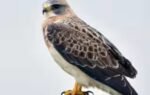 swainsons hawks all about birds photo
