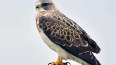 swainsons hawks all about birds photo