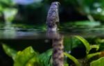 tentacled snake