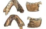 the fossils were excavated at the drimolen main quarry part of south africas cradle of humankind