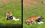 tiger