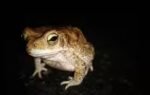 toads